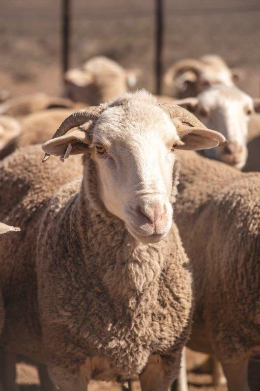 0 Bedroom Property for Sale in Victoria West Rural Northern Cape